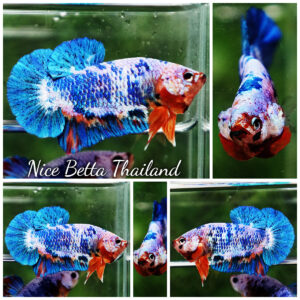 Betta fish Fancy Blue Marble (HMPK)