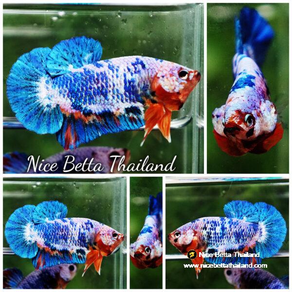 Betta fish Fancy Blue Marble (HMPK)