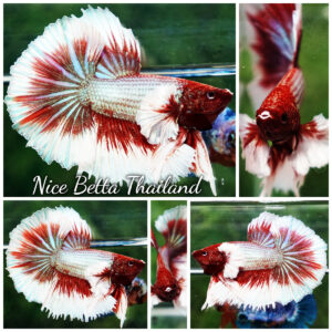 Betta fish Red Tres Chic Dumbo (OHM)