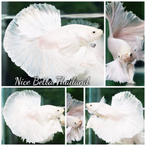 Betta fish Prince of The White Dumbo (HM)