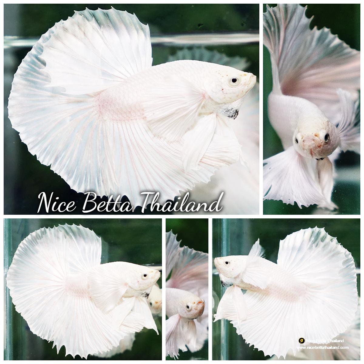 Betta fish Prince of The White Dumbo (HM) 