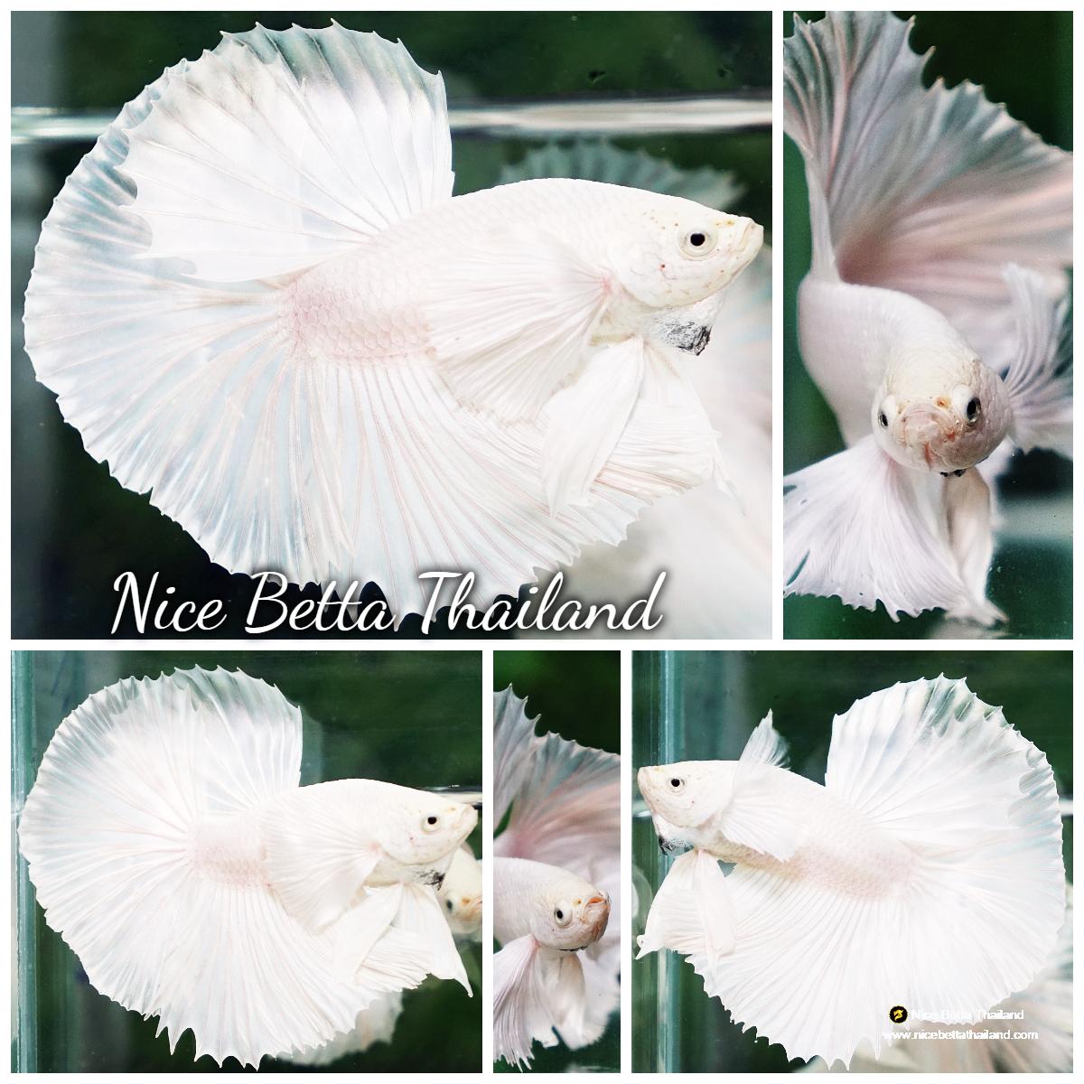 Unique Fighter Fish Betta fish Prince of The White Dumbo (HM) - nicebettathailand.com