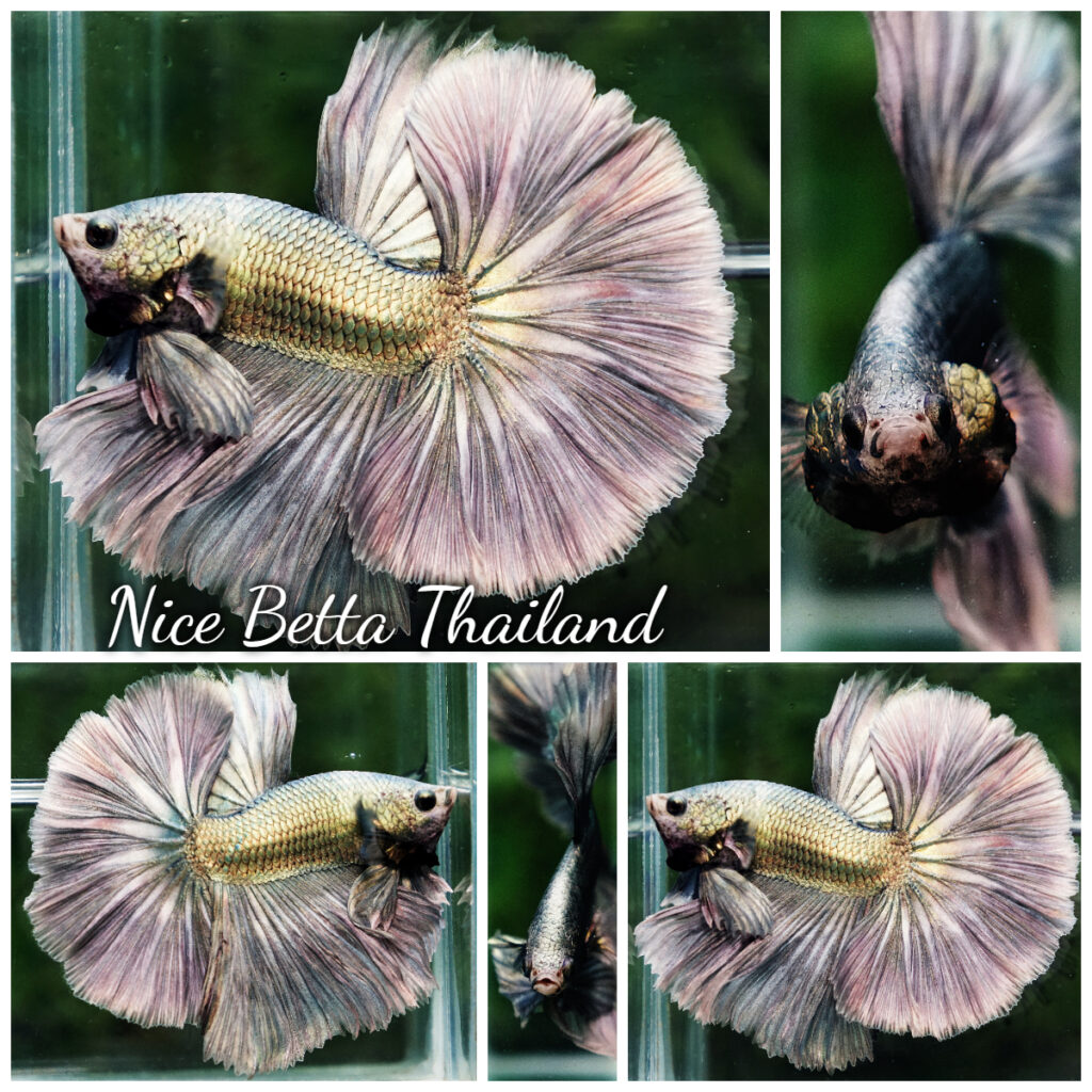 original betta fish