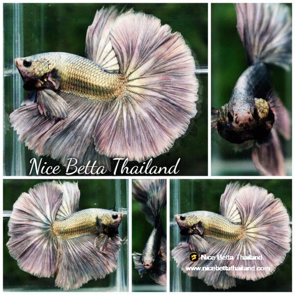 Betta fish King Original Copper Gold Hawk (OHM)