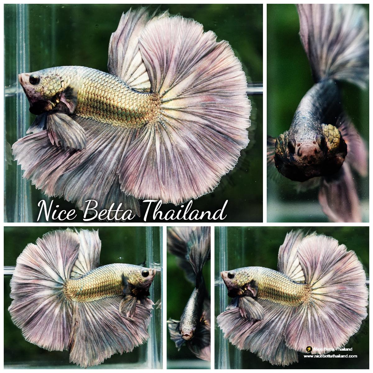 Betta Bench Betta fish King Original Copper Gold Hawk (OHM) - nicebettathailand.com