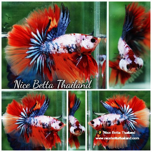 Betta fish Multicolor Grey Firer Sky Hawk (OHM)