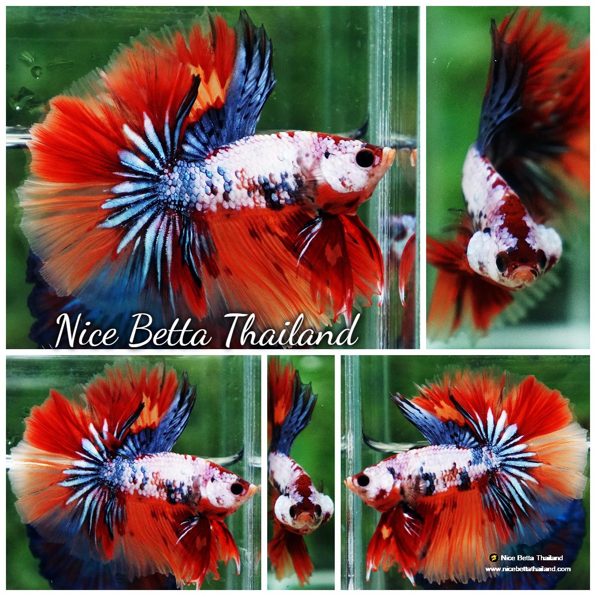 Unique Fighter Fish Betta fish Multicolor Grey Firer Sky Hawk (OHM) - nicebettathailand.com