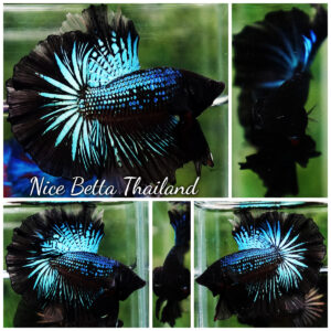 Betta fish Black Light Orchid Hawk (HM)