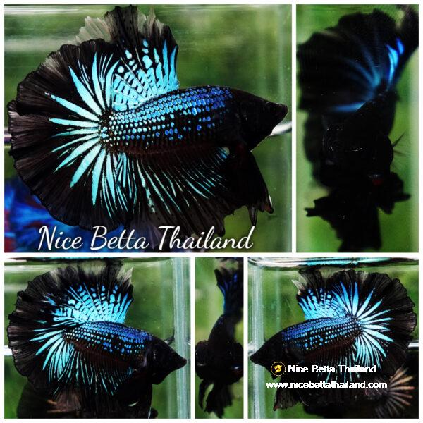 Betta fish Black Light Orchid Hawk (HM)
