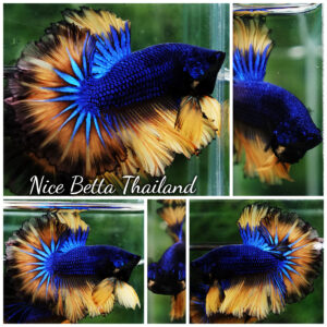 Betta fish Classic Blue mustard Gas Rosetail (OHM)