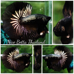 Betta fish Black Copper Warrior (OHM)