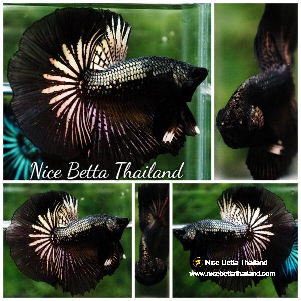 Betta fish Black Copper Warrior (OHM)