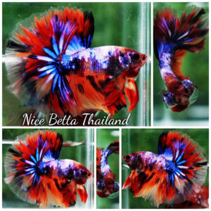 Betta fish Multicolor Candy Nemo Hawk (OHM)