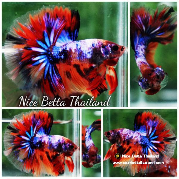 Betta fish Multicolor Candy Nemo Hawk (OHM)