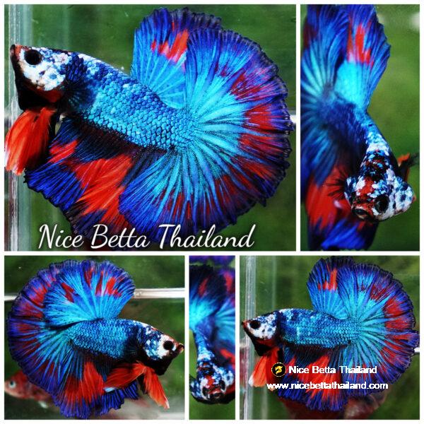 Betta fish Posidon Fancy Hawk (OHM)