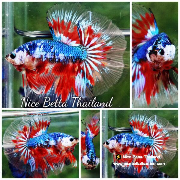 Betta fish Fancy Blue Dragon Star (OHM)