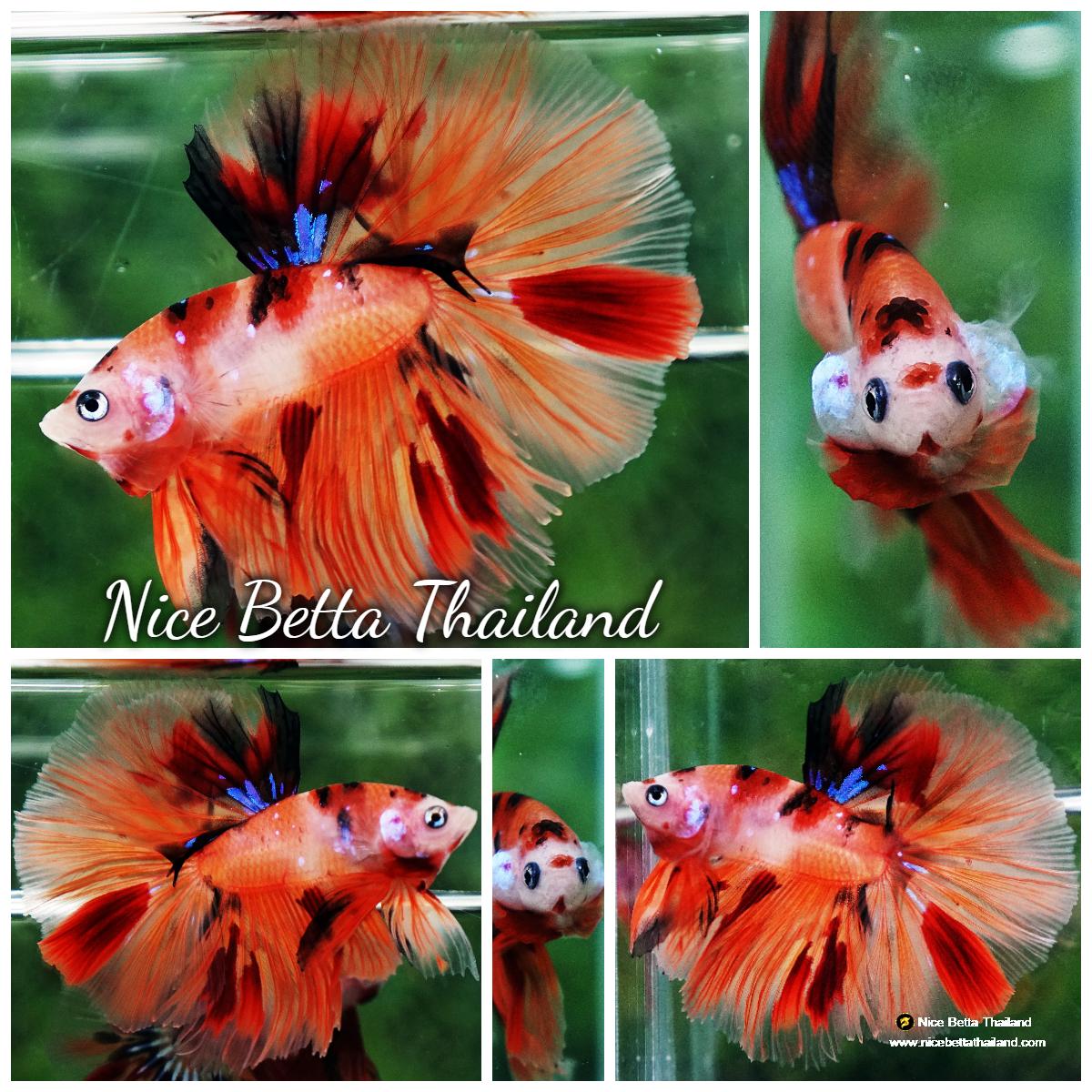 Betta fish Nemo Koi (OHM) - nicebettathailand.com