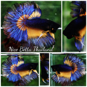 Betta fish King Blue Black Pumpkin Butterfly (OHM)