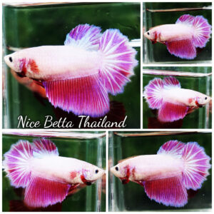 Betta fish Queen of Snow Pink Pony (HM)