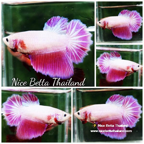 Betta fish Queen of Snow Pink Pony (HM)