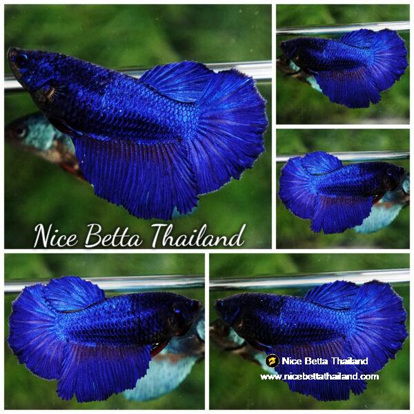 Betta fish Female Royal Blue (HM)