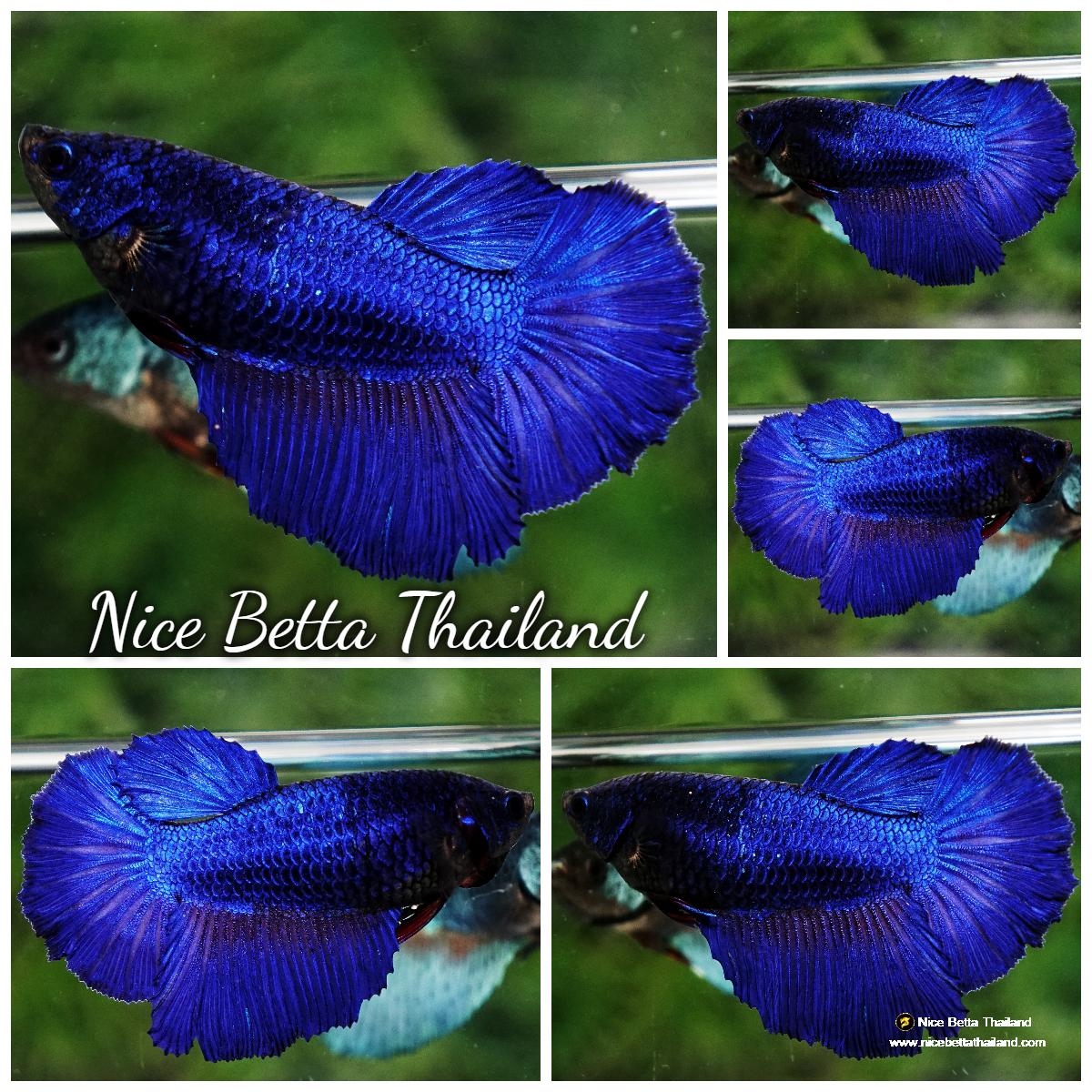 Betta Pi Betta fish Female Royal Blue (HM) - nicebettathailand.com