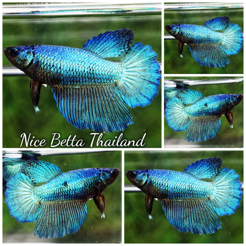 Betta fish OHM Blue Black Pumpkin Mustard Gas - nicebettathailand.com