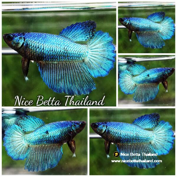 Betta fish Female Green Turquoise (HM)