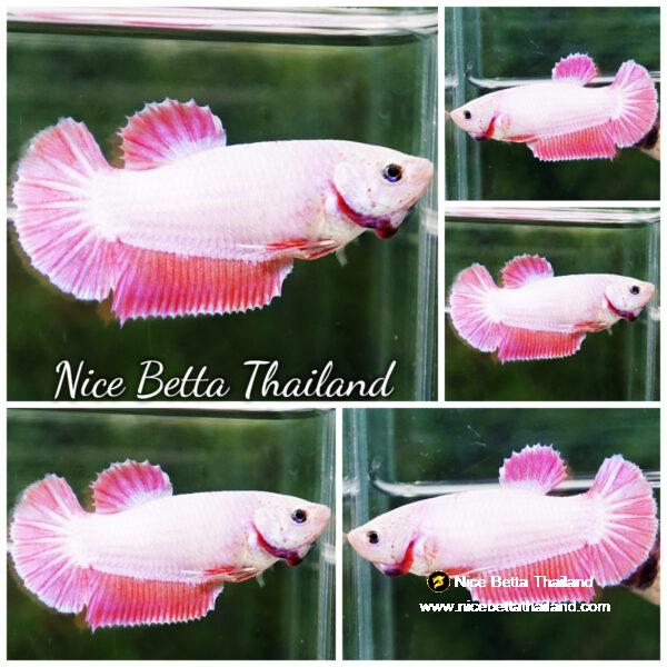 Betta fish Female Snow Pink Pony (HMPK)