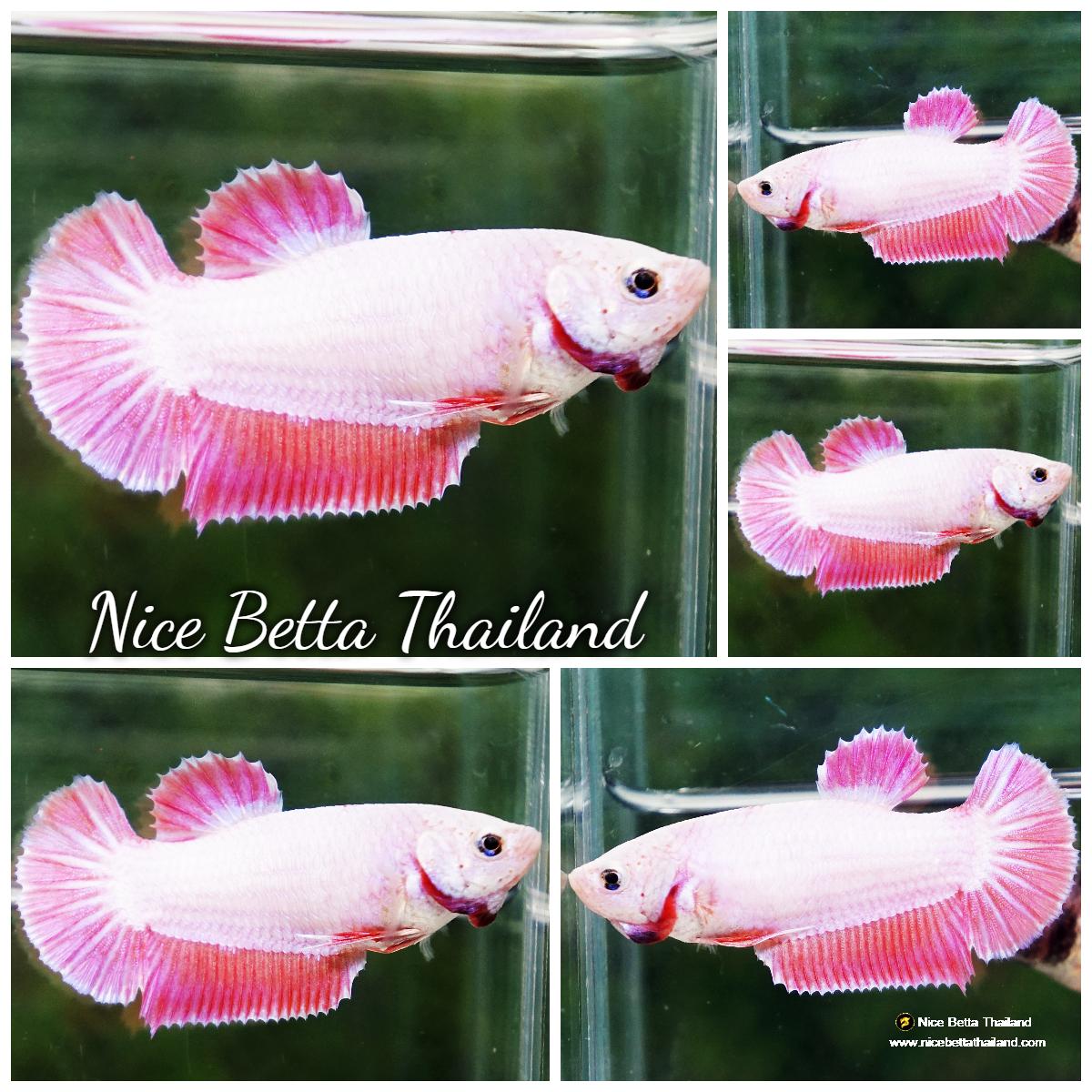 Betta fish Female Snow Pink Pony (HMPK) 