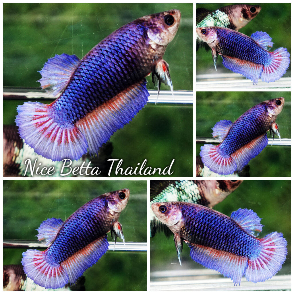 Betta fish Female Purple Black Net HMPK nicebettathailand