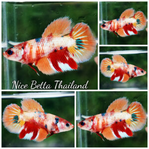 Betta fish Female Candy Nemo (HM)