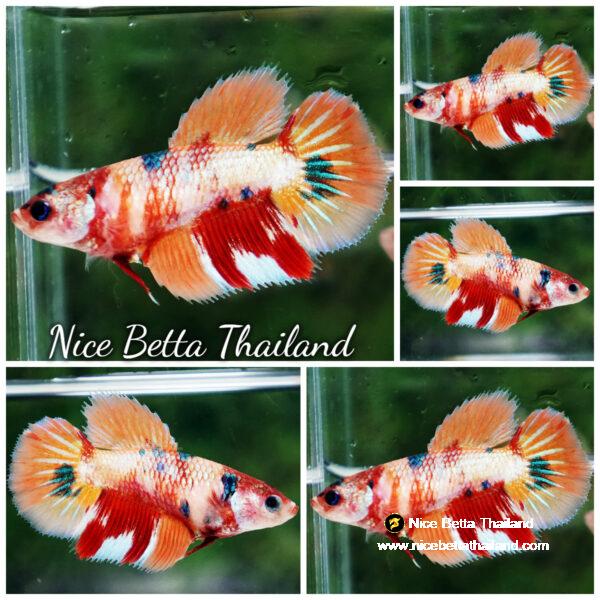 Betta fish Female Candy Nemo (HM)