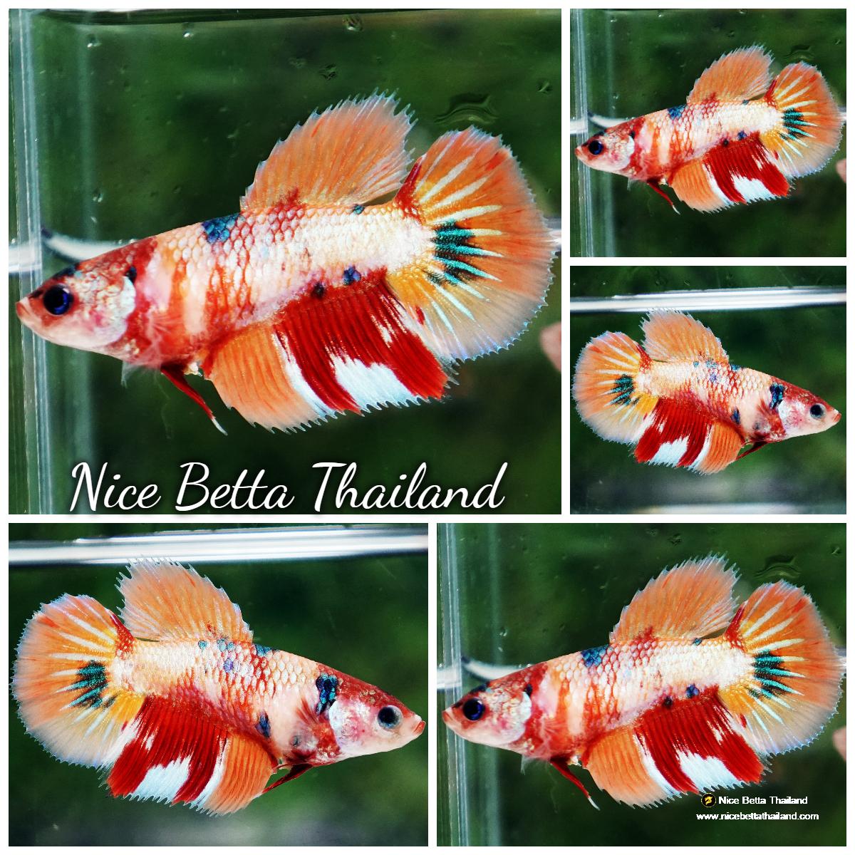 Betta fish Female Candy Nemo (HM) - nicebettathailand.com