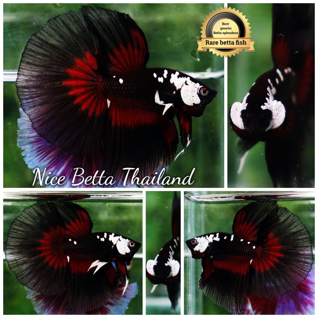 Samurai Really Pretty Fish Alien Samurai Betta Rare Exotic Betta