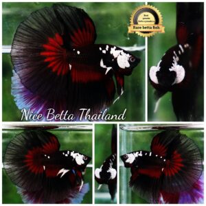 Betta fish VamPire Black Samurai Butterfly (HM+Rare)