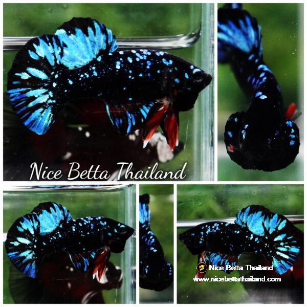 Unique betta fish Avatar HMPK (Half of Anal fin)