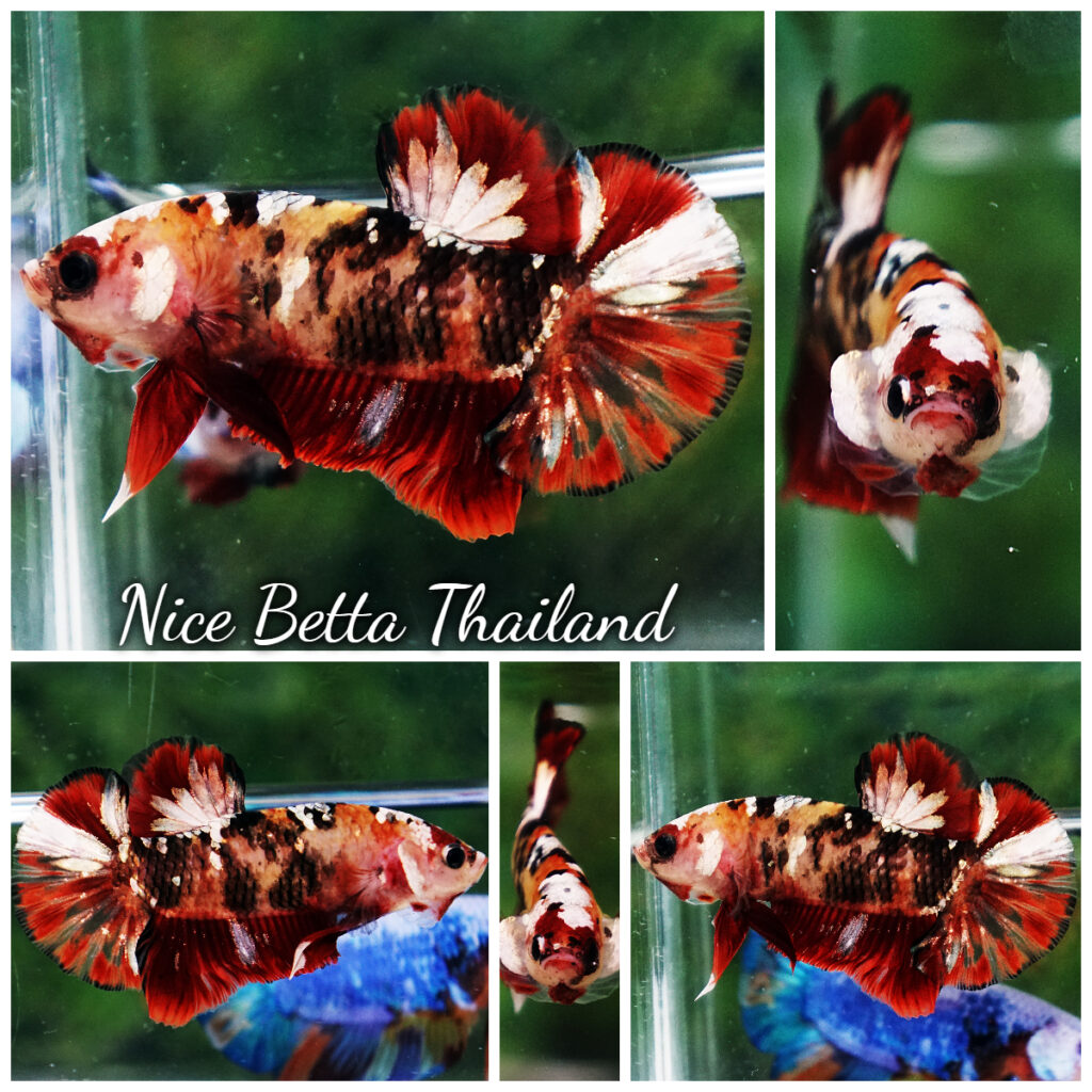 Betta fish OHM Fancy Tricolor Marble - nicebettathailand.com