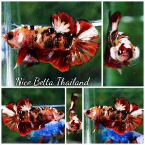 Betta fish Tiger Red Copper Koi HMPK