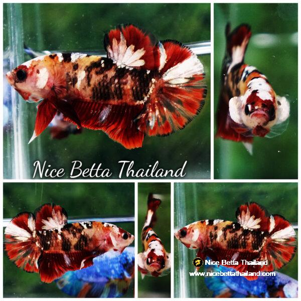 Betta fish Tiger Red Copper Koi HMPK