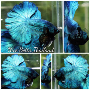 Betta fish Prince of Green Turqouise Rosetail OHM