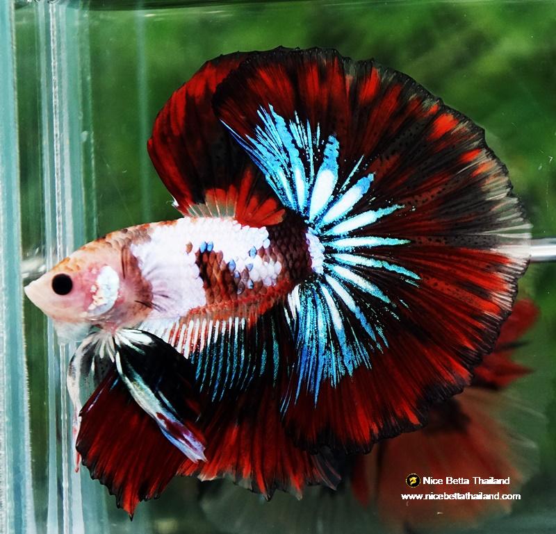 Betta fish King Warrior Red Devil OHM