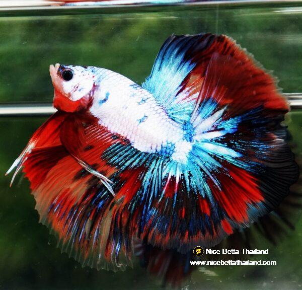 Betta fish Multicolor Fancy Candy OHM - Image 6