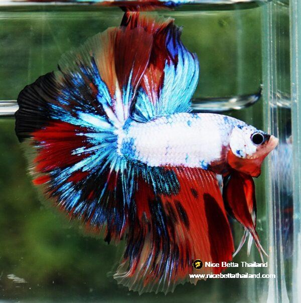 Betta fish Multicolor Fancy Candy OHM - Image 5