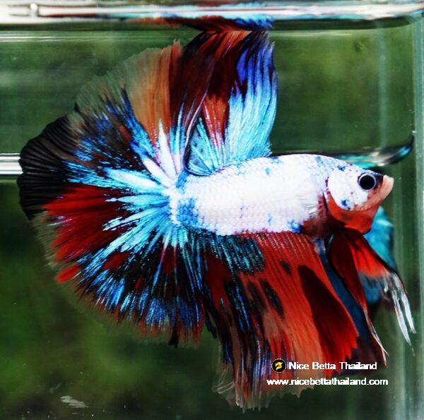 Betta fish Multicolor Fancy Candy OHM - Image 3