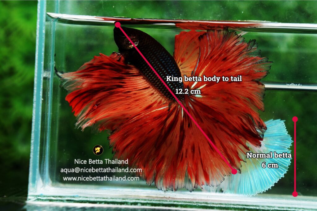 Differences between King betta fish and general betta fish