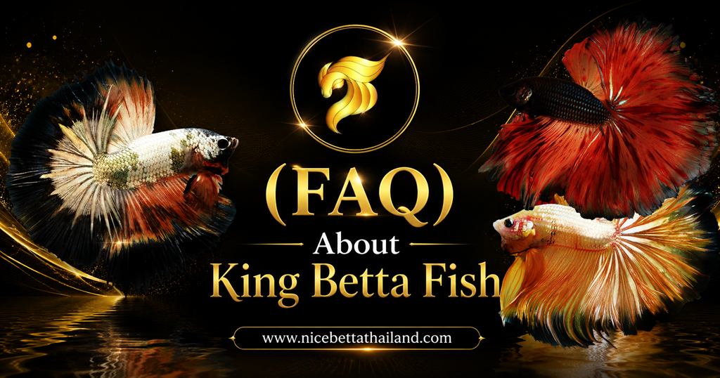 FAQ About King Betta Fish