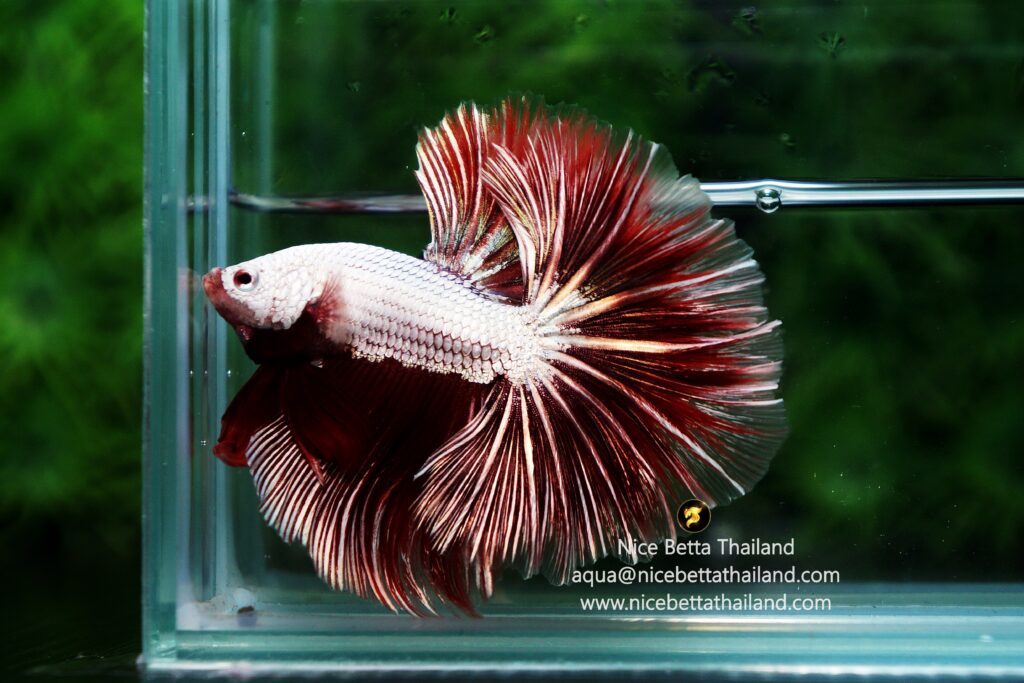 King Dragon betta fish by Nice Betta Thailand