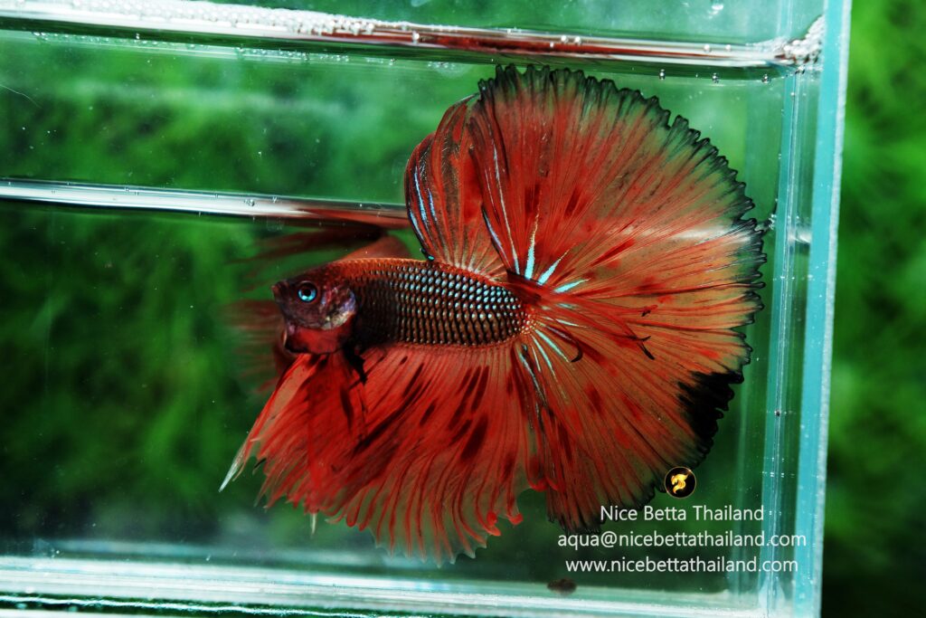 King betta fish by Nice Betta Thailand