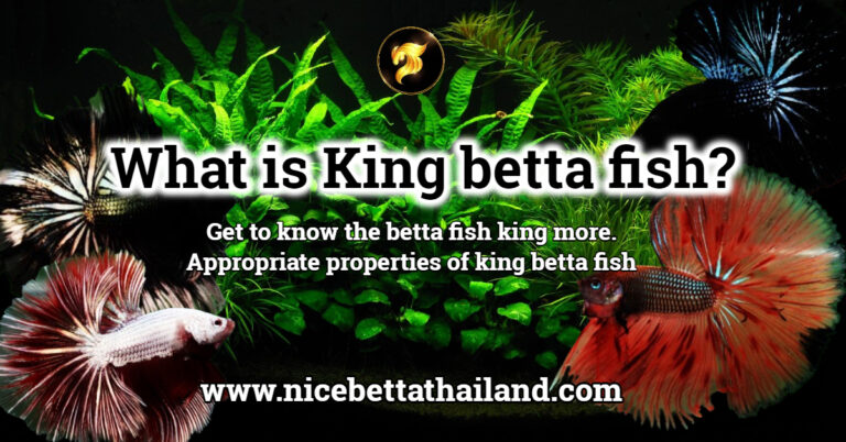 What is King betta fish